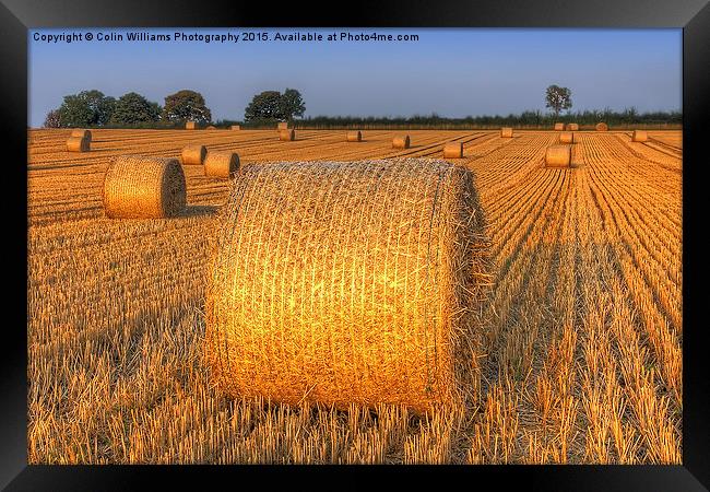  Bales at Sunset 4 Framed Print by Colin Williams Photography