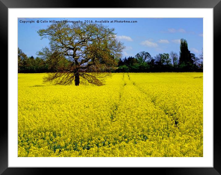 Mellow Yellow oilseed rape Framed Mounted Print by Colin Williams Photography