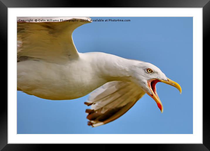 Seagull in Flight  Framed Mounted Print by Colin Williams Photography