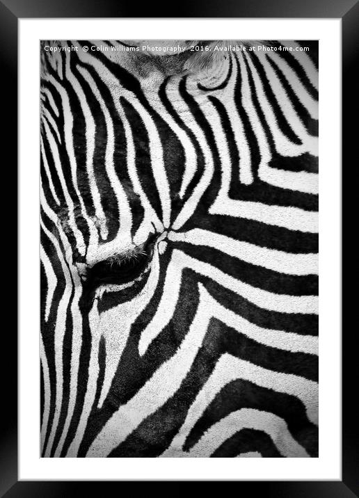 The Eye of the Zebra Framed Mounted Print by Colin Williams Photography