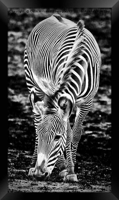 Zebra Feeding Framed Print by Colin Williams Photography
