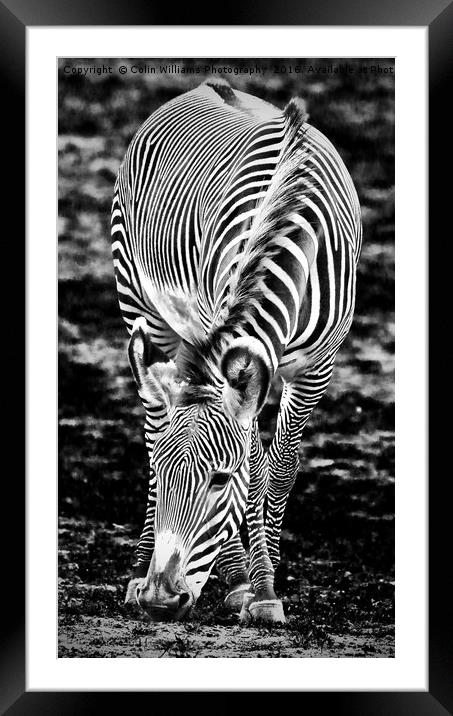 Zebra Feeding Framed Mounted Print by Colin Williams Photography