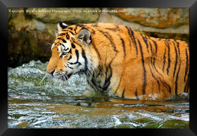 The Eye Of The Tiger - 1 Framed Print by Colin Williams Photography