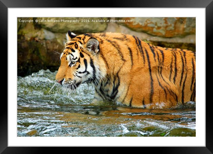 The Eye Of The Tiger - 1 Framed Mounted Print by Colin Williams Photography