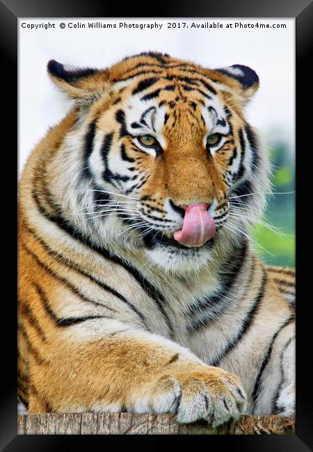 The Eye Of The Tiger - 3 Framed Print by Colin Williams Photography