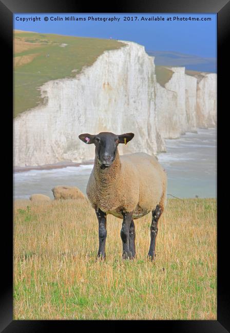  Sheep and the Seven Sisters 3 Framed Print by Colin Williams Photography