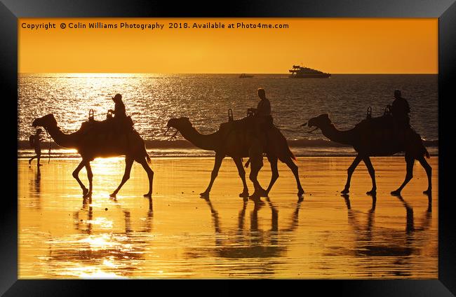 Beach Camels at Sunset 2 Framed Print by Colin Williams Photography