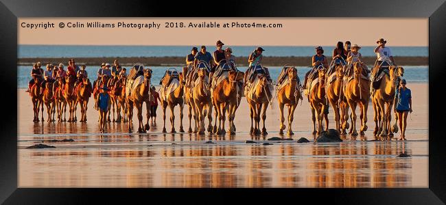 Beach Camels at Sunset 3 Framed Print by Colin Williams Photography