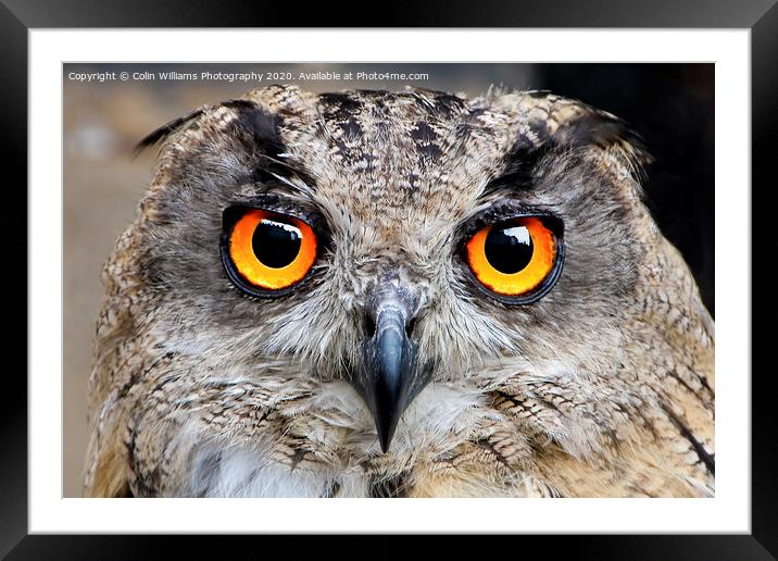 Eagle Owl Eyes Follow you Round the Room. Framed Mounted Print by Colin Williams Photography