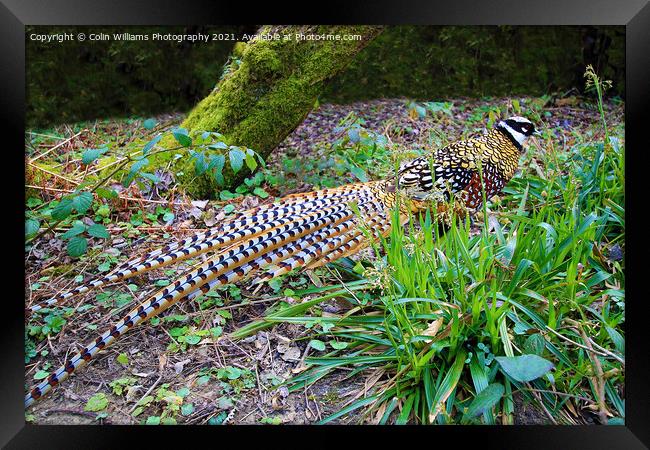 A Reeves Pheasant seen in the woods Framed Print by Colin Williams Photography