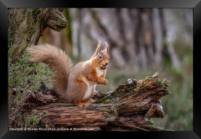 Red squirrel standing with hazelnut Framed Print by Charles Bruce