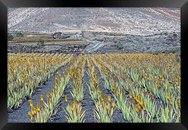 Aloe Vera Plantation, Lanzarote Framed Print by Tony Murtagh
