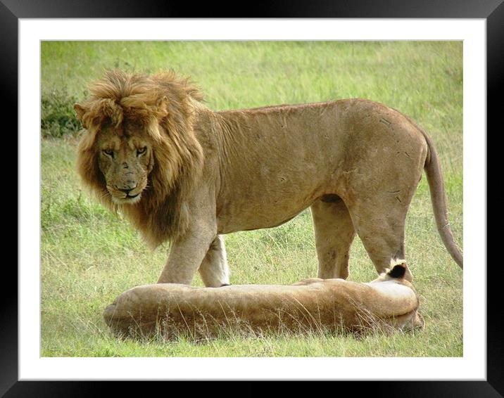 Lion Couple Framed Mounted Print by Tony Murtagh