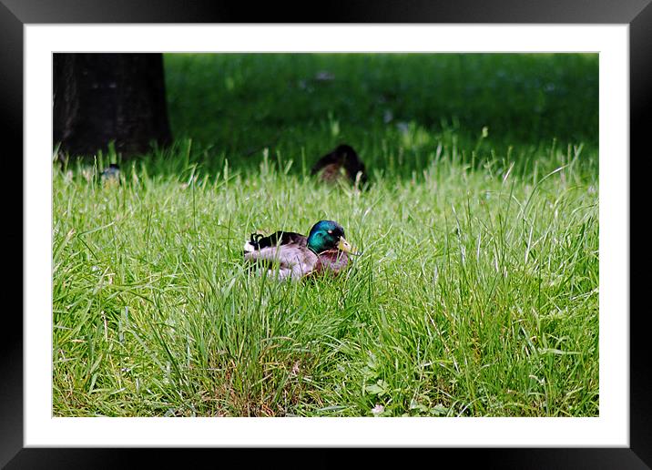Duck in Field Framed Mounted Print by Tony Murtagh