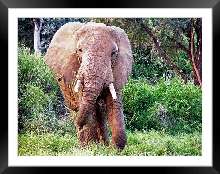 African Elephant Framed Mounted Print by Tony Murtagh