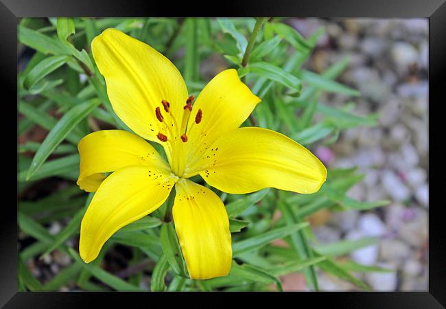 Asiatic Lily Framed Print by Tony Murtagh