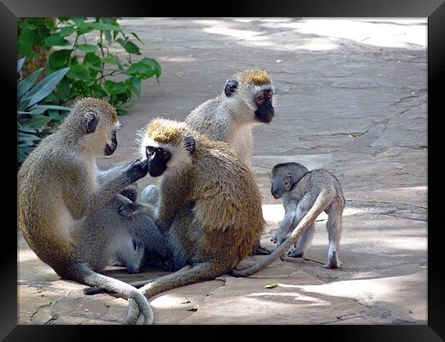 Vervet monkey family group Framed Print by Tony Murtagh