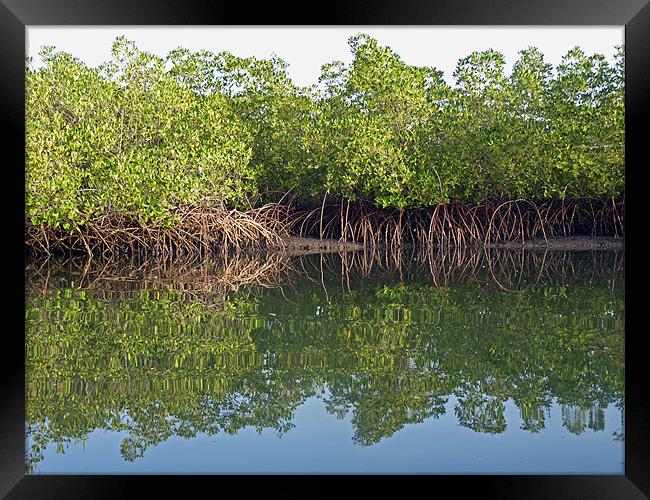 Mangrove Reflections Framed Print by Tony Murtagh