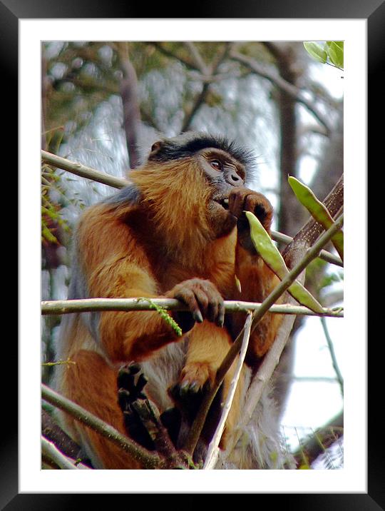 Red Colobus Monkey Framed Mounted Print by Tony Murtagh