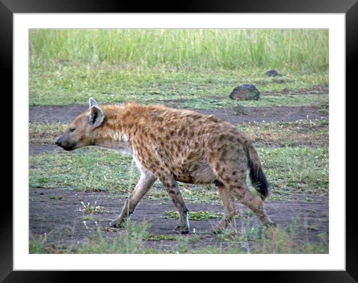 Hyena Framed Mounted Print by Tony Murtagh