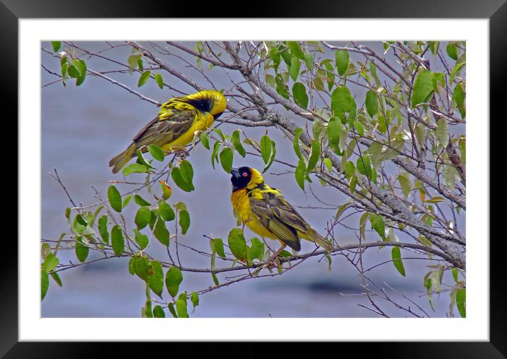 Lesser Masked Weaver Framed Mounted Print by Tony Murtagh