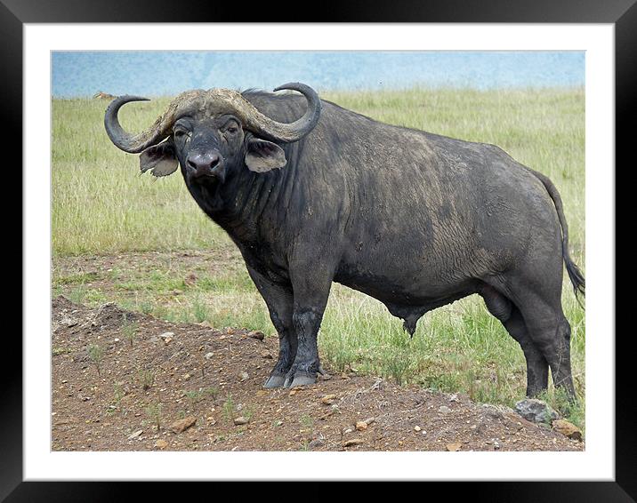 Cape Buffalo Framed Mounted Print by Tony Murtagh