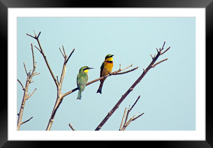 Little Bee Eaters Framed Mounted Print by Tony Murtagh