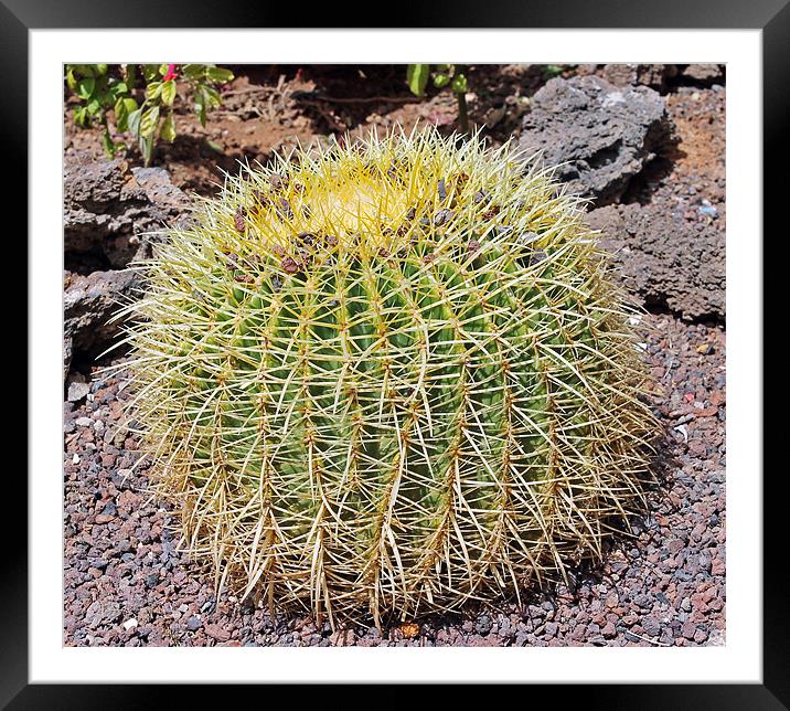 Golden ball cactus / Echinocactus grusonii Framed Mounted Print by Tony Murtagh