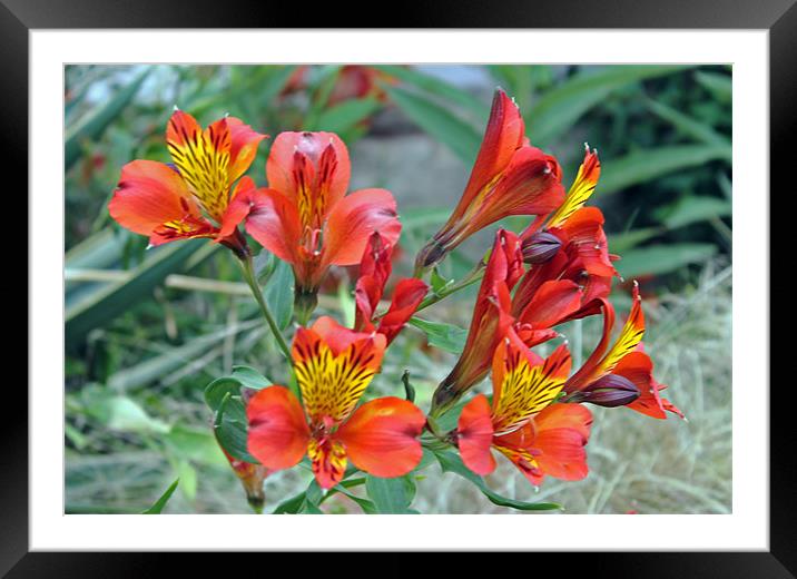 Alstroemeria red beauty Framed Mounted Print by Tony Murtagh