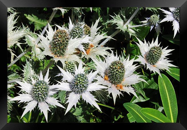 Alpine Eryngium bourgatii Framed Print by Tony Murtagh