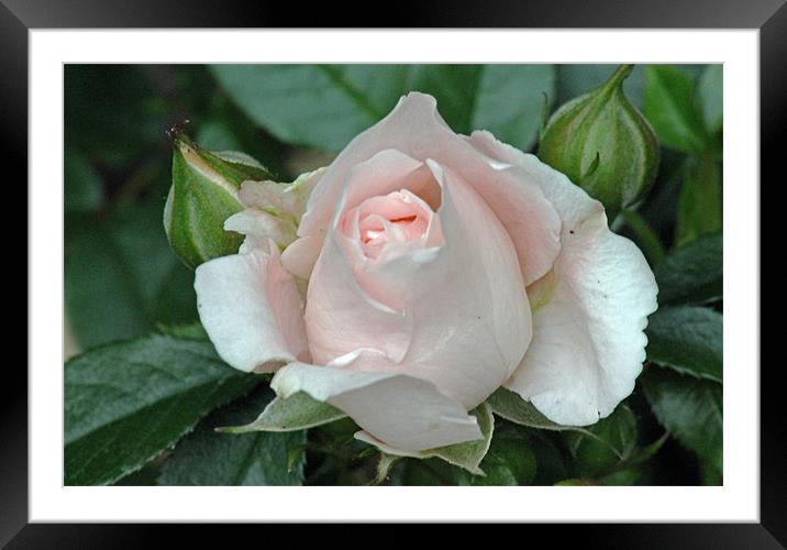 Pink Patio Rose Framed Mounted Print by Tony Murtagh
