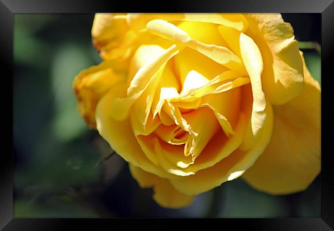 Yellow rose Framed Print by Tony Murtagh