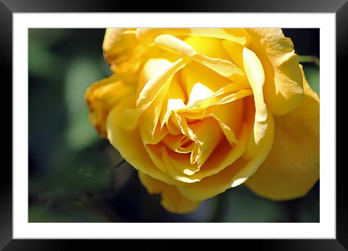 Yellow rose Framed Mounted Print by Tony Murtagh
