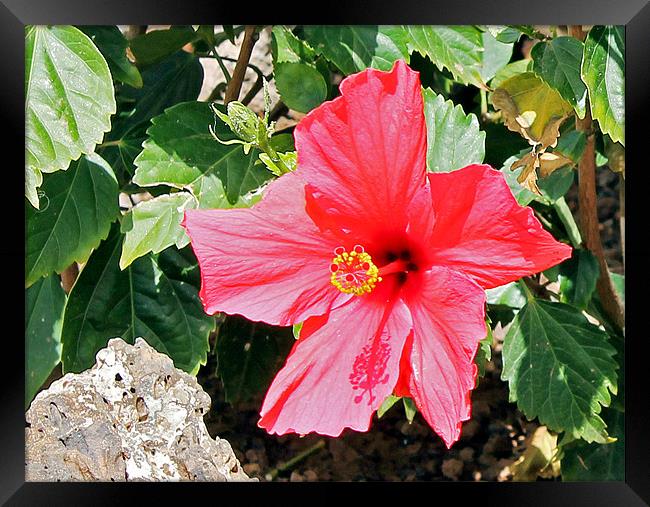 Red Hot Hibiscus Framed Print by Tony Murtagh