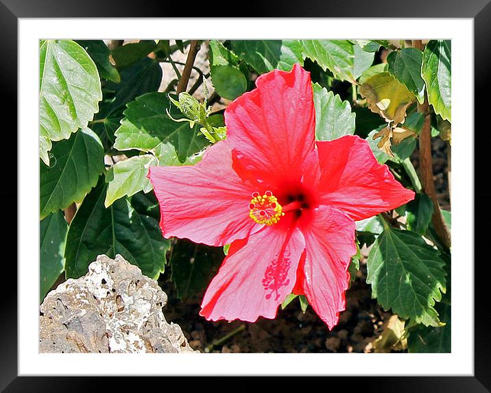 Red Hot Hibiscus Framed Mounted Print by Tony Murtagh