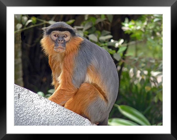 Red Colobus Monkey Framed Mounted Print by Tony Murtagh