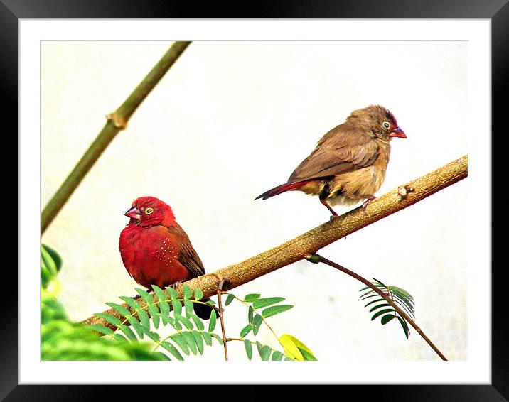 Red-billed firefinch Framed Mounted Print by Tony Murtagh