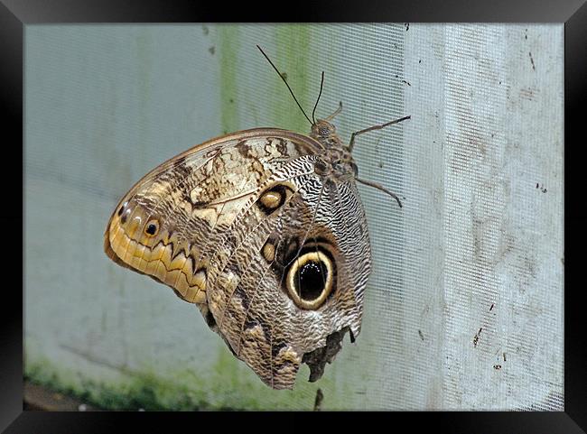 Owl Butterfly Framed Print by Tony Murtagh