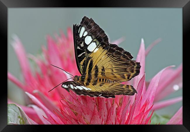 Clipper Butterfly Framed Print by Tony Murtagh