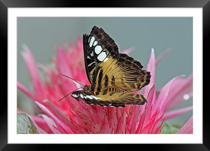 Clipper Butterfly Framed Mounted Print by Tony Murtagh