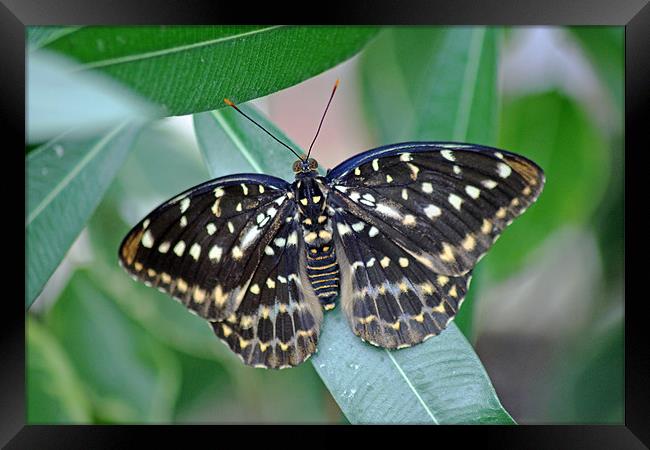 Archduke Butterfly Framed Print by Tony Murtagh