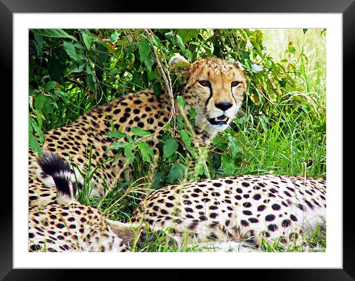 Cheetah Framed Mounted Print by Tony Murtagh