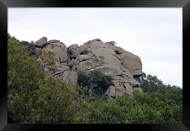 Lions Head Framed Print by Tony Murtagh