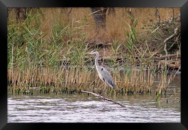 Grey Heron Framed Print by Tony Murtagh