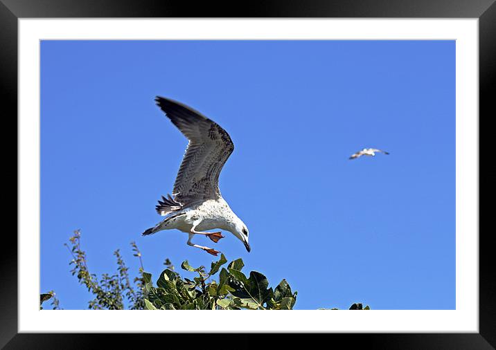 A juvenile herring gull feeding on a fig tree in S Framed Mounted Print by Tony Murtagh