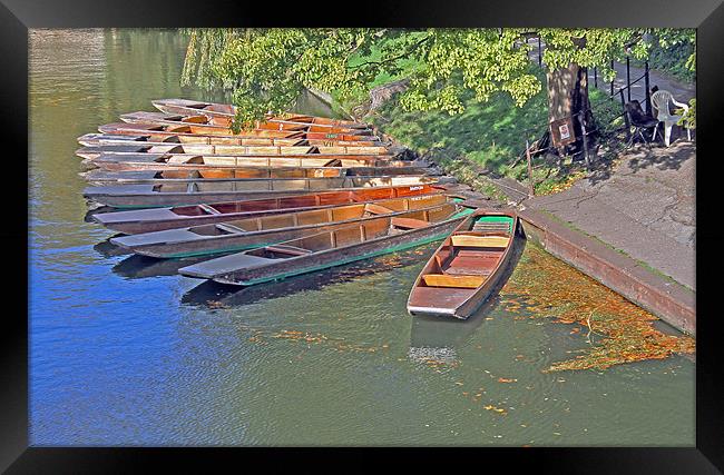 Punts in Cambridge Framed Print by Tony Murtagh