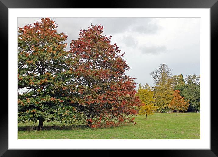 Autumn Trees Framed Mounted Print by Tony Murtagh