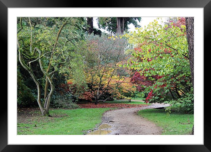 Autumn Pathway Framed Mounted Print by Tony Murtagh
