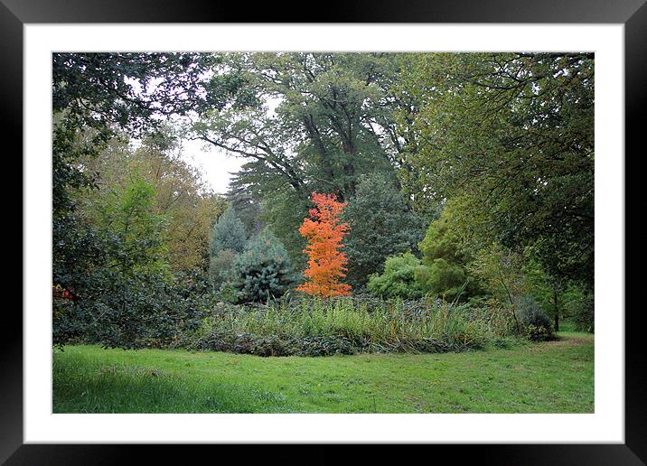 Autumn Colours Framed Mounted Print by Tony Murtagh