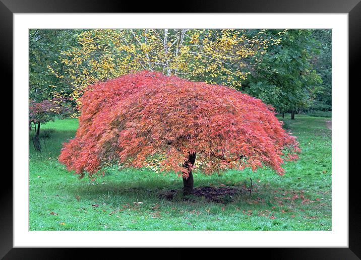 Red Autumn Leaves Framed Mounted Print by Tony Murtagh